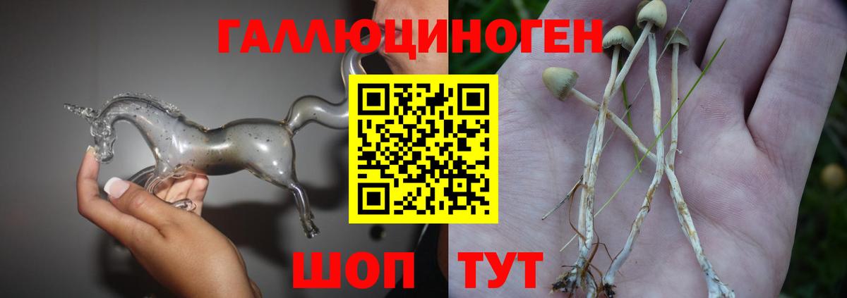 Псилоцибиновые грибы Psilocybe Воркута